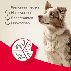Beaphar Wormtablet All In One Hond Rund - Anti wormenmiddel