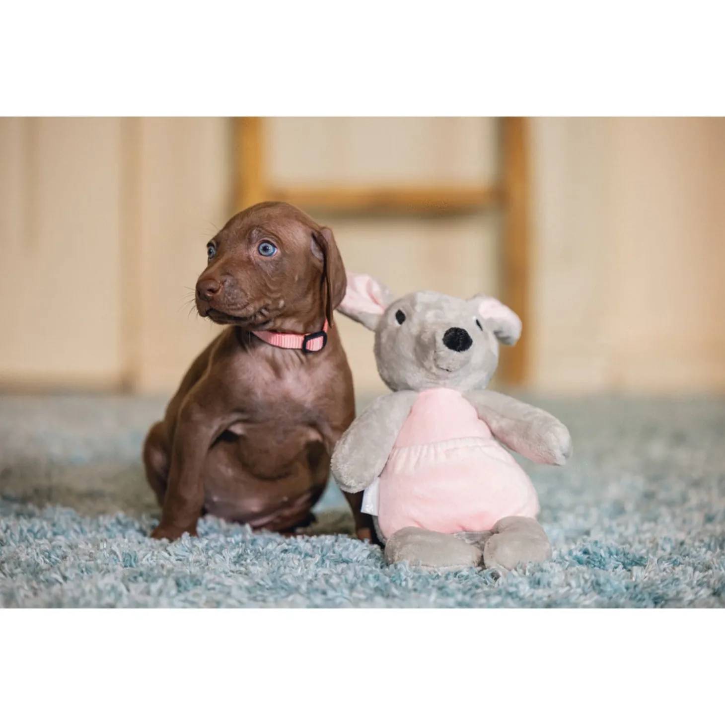 Beeztees Puppy Kangoeroe Ravi - Hondenspeelgoed - 31x16x16 cm 88 g Grijs