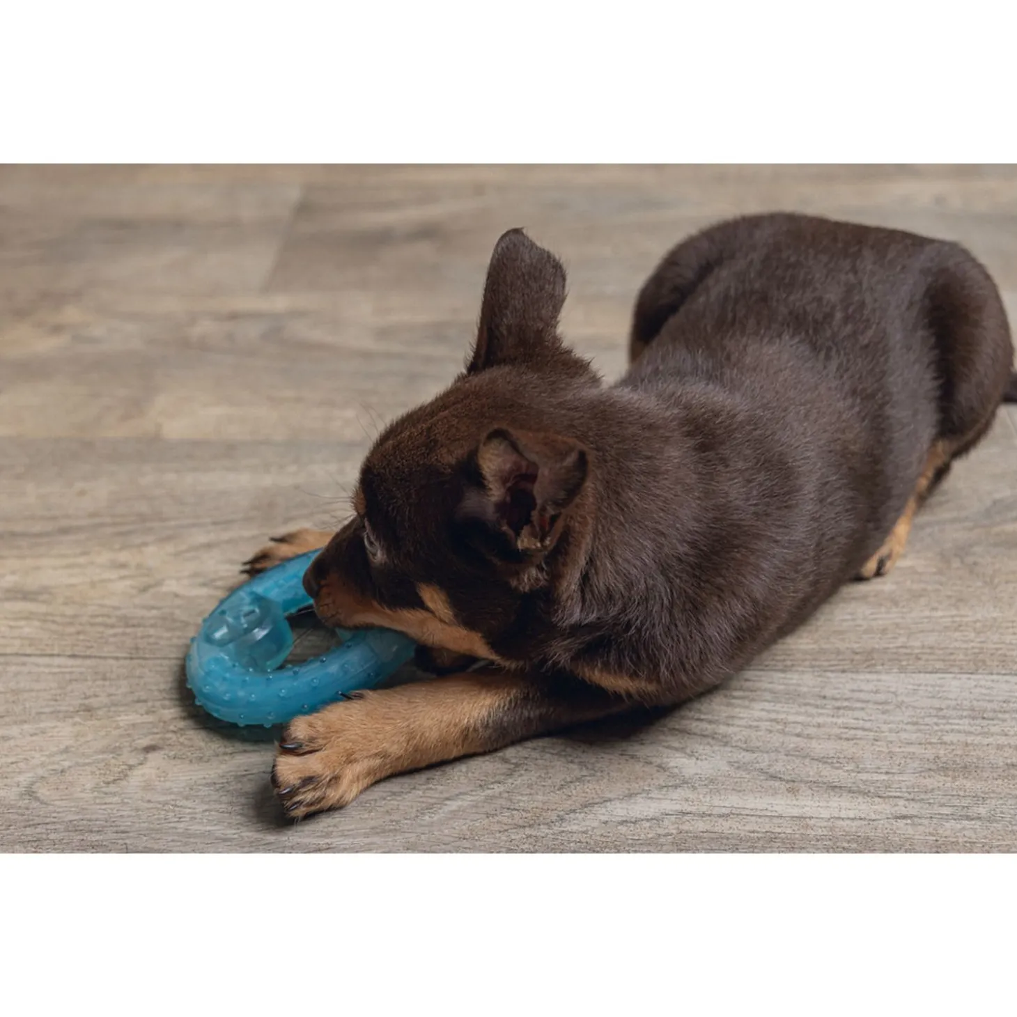Beeztees Puppy Koel Bijtring - Hondenspeelgoed - Ø10 cm Groen