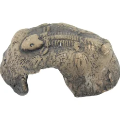 Ceramicnature Fossil Stone - Aquarium - Ornament - 14x13x6 cm Bruin S