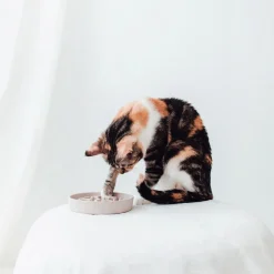 District 70 Bamboo Cat Slow Feeder - Kattenvoerbak - Ø13.5 cm Beige