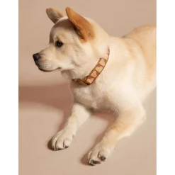 Dogguo Collar - Hondenhalsband - 22-36 cm Bruin Abrikoos Xs