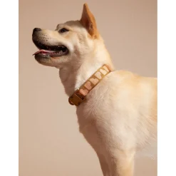 Dogguo Collar - Hondenhalsband - 22-36 cm Bruin Abrikoos Xs
