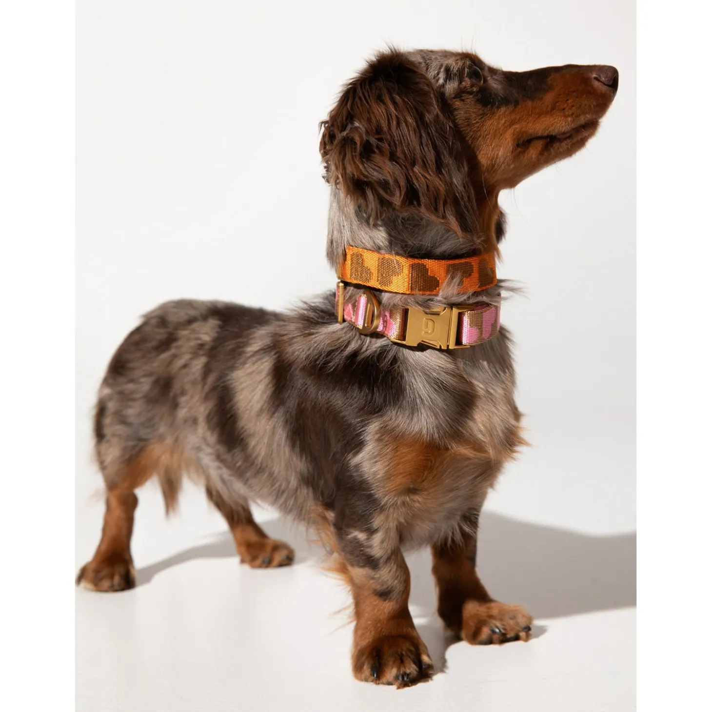 Dogguo Collar - Hondenhalsband - 42-68 cm Oranje Bruin L