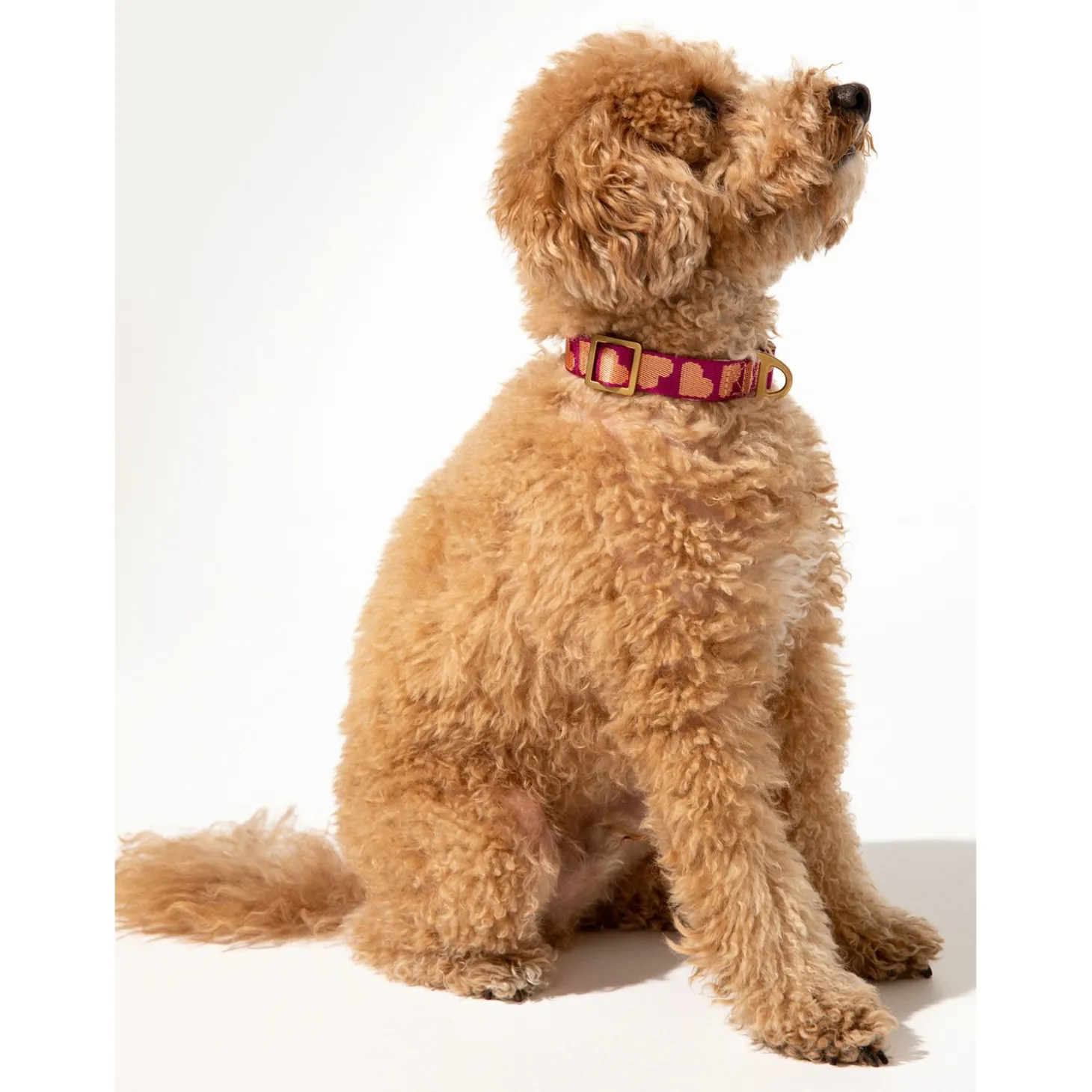 Dogguo Collar - Hondenhalsband - 22-36 cm Magenta Abrikoos Xs