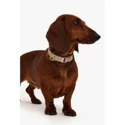 Dogguo Collar Groen&Pink - Hondenhalsband