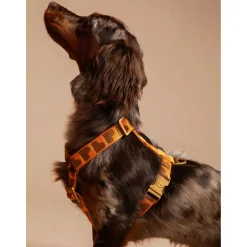 Dogguo Harness - Hondentuig - 31-50 cm Oranje Bruin M