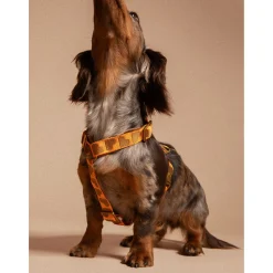 Dogguo Harness - Hondentuig - 20-34 cm Oranje Bruin Xs