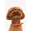 Dogguo Heart Collar - Hondenhalsband - Oranje