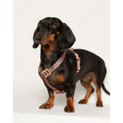 Dogguo Retro Wave Harness - Hondentuig - Groen Pink L