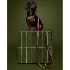 Dogguo Retro Wave Leash - Hondenriem - 200x2 cm Groen Pink S