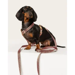 Dogguo Retro Wave Leash - Hondenriem - 200x2 cm Groen Pink S