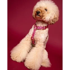 Dogguo Zebra Harness - Hondentuig - Bordeaux Pink L