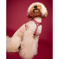 Dogguo Zebra Harness - Hondentuig - Bordeaux Pink S