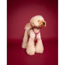 Dogguo Zebra Harness - Hondentuig - Bordeaux Pink S