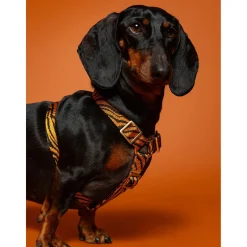 Dogguo Zebra Harness - Hondentuig - Roest Zwart Xs