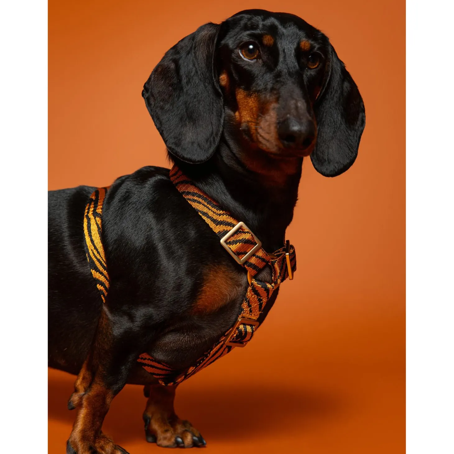 Dogguo Zebra Harness - Hondentuig - Roest Zwart Xs