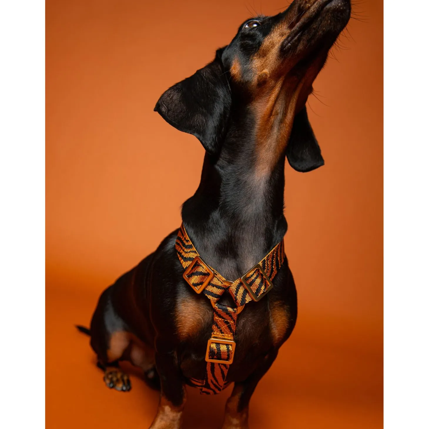 Dogguo Zebra Harness - Hondentuig - Roest Zwart Xs