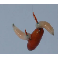 Gamakatsu Booklet Br.Feeder 2210r #12-0.16mm 75cm - Vishaak -