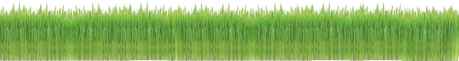 Gimcat Soft-Gras - Kattensnack - Natuur 100 g