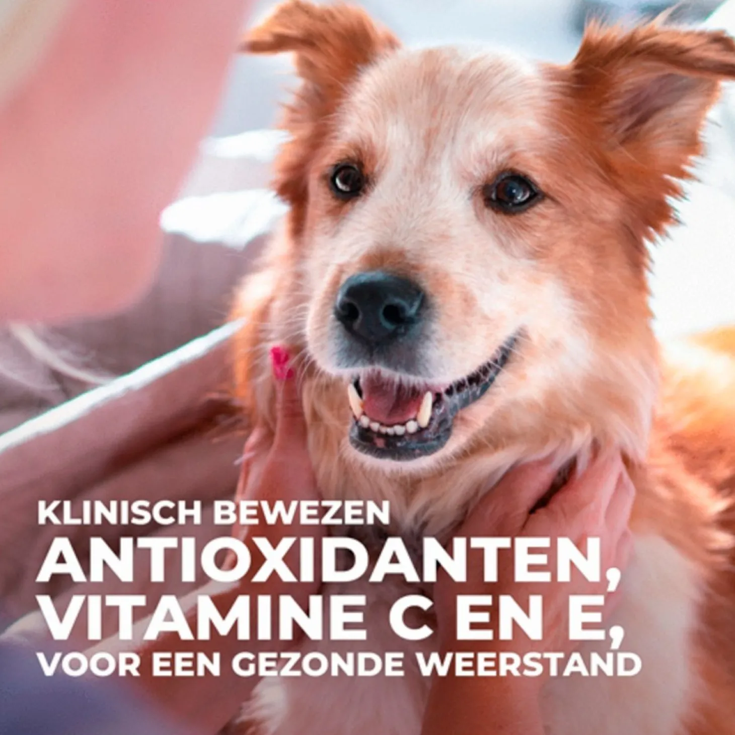 Hill's Canine Adult Light Small&Mini Breed Kip - Hondenvoer