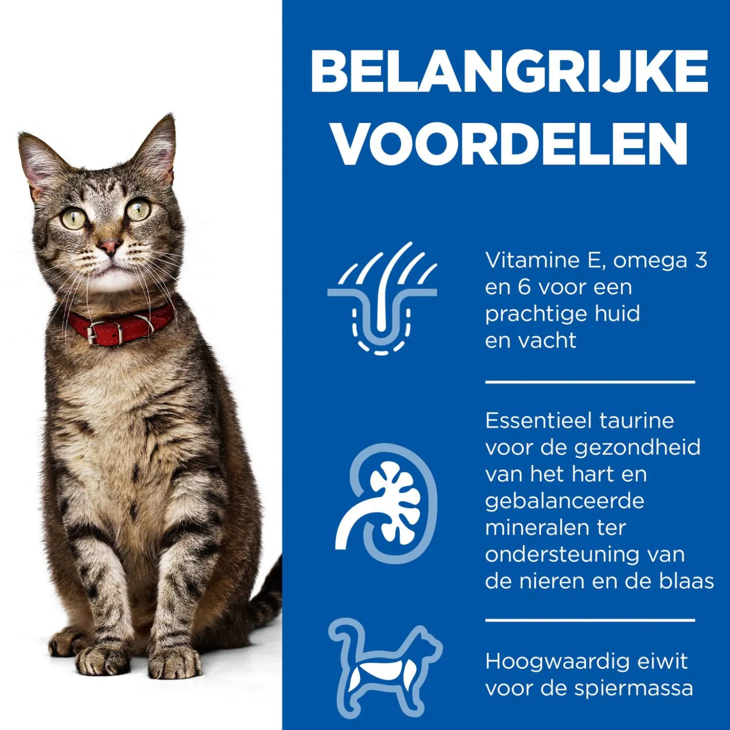 Hill's Feline Adult - Kattenvoer - Kip 10 kg