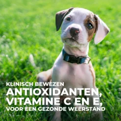 Hill's Puppy Perfect Digestion Large Breed - Hondenvoer - Kip Bruine Rijst 12 kg