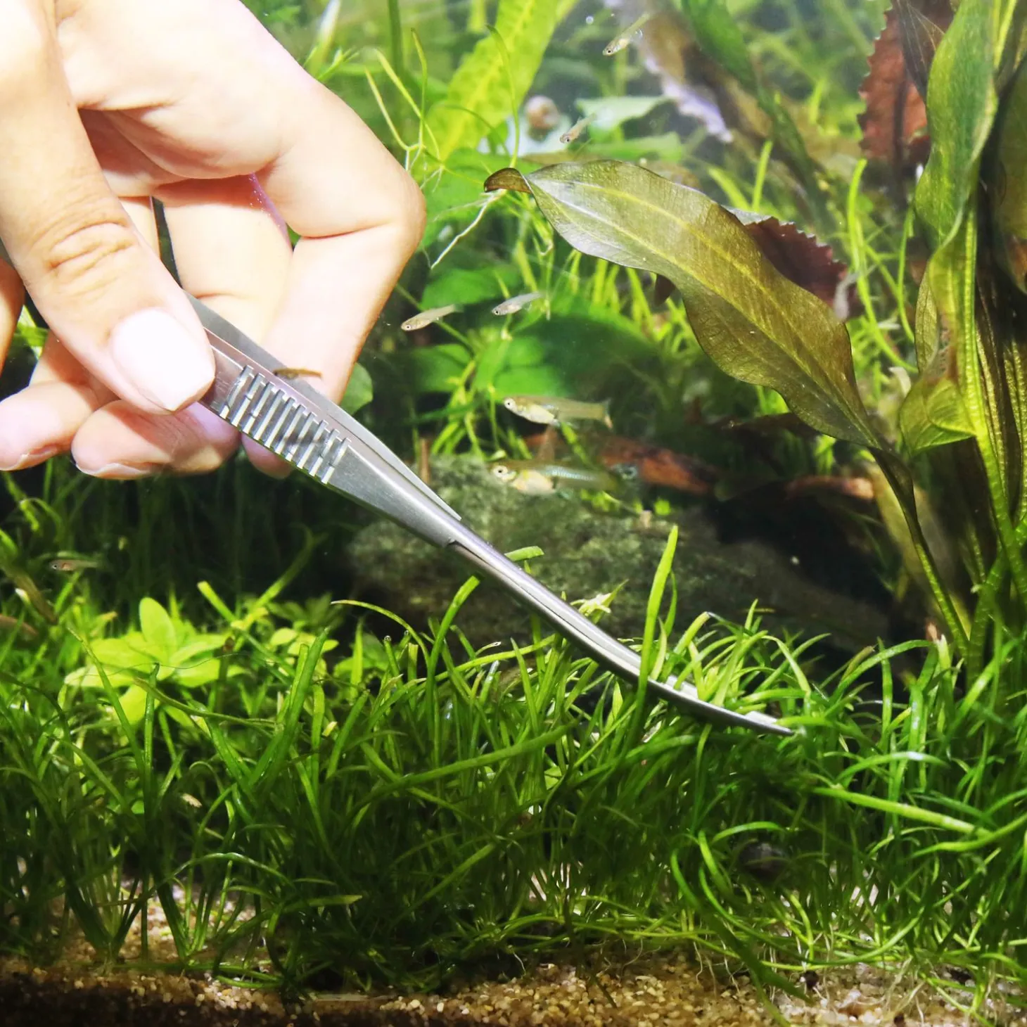 Jbl Proscape Tools S 16 Spring - Aquascaping - 16 cm