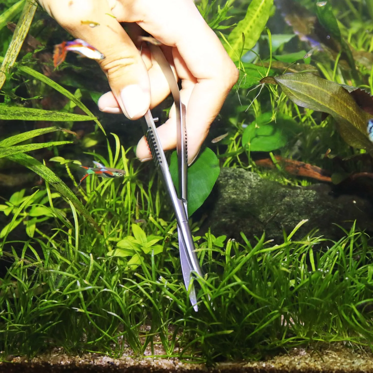 Jbl Proscape Tools S 16 Spring - Aquascaping - 16 cm