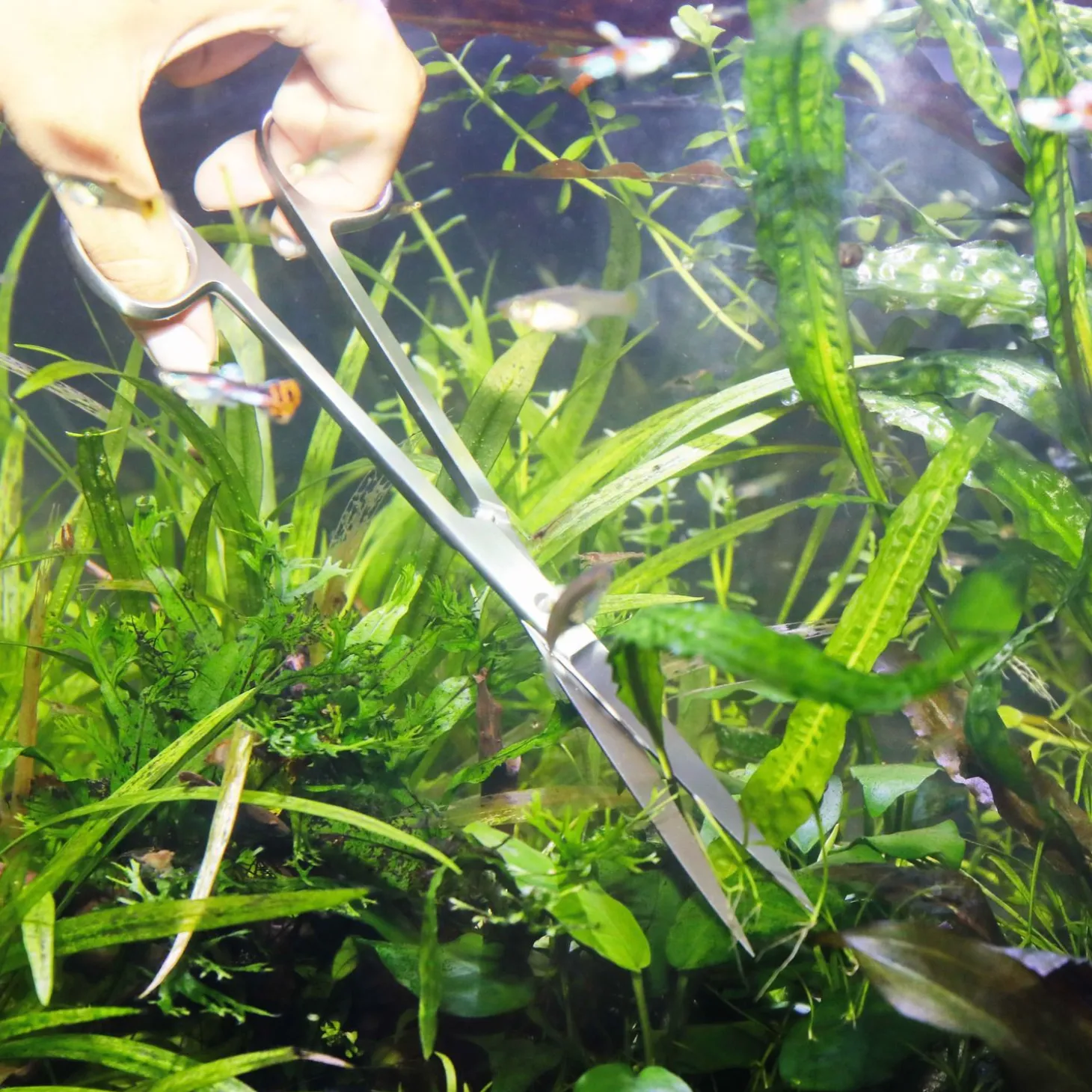 Jbl Proscape Tools S 30 Straight - Aquascaping - 30 cm