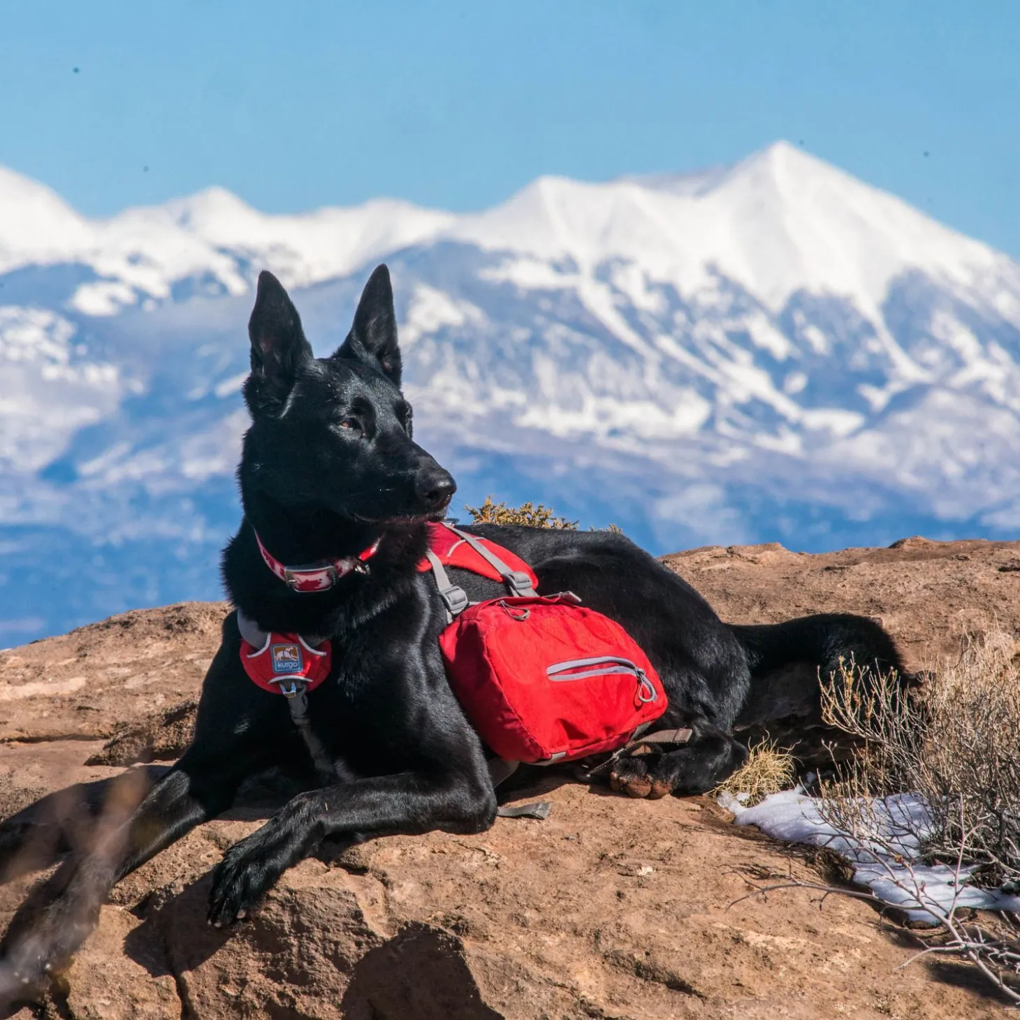 Kurgo Big Baxter Hondenrugzak - Hondendraagzak - Rood 22.5 Tot 50 Kg