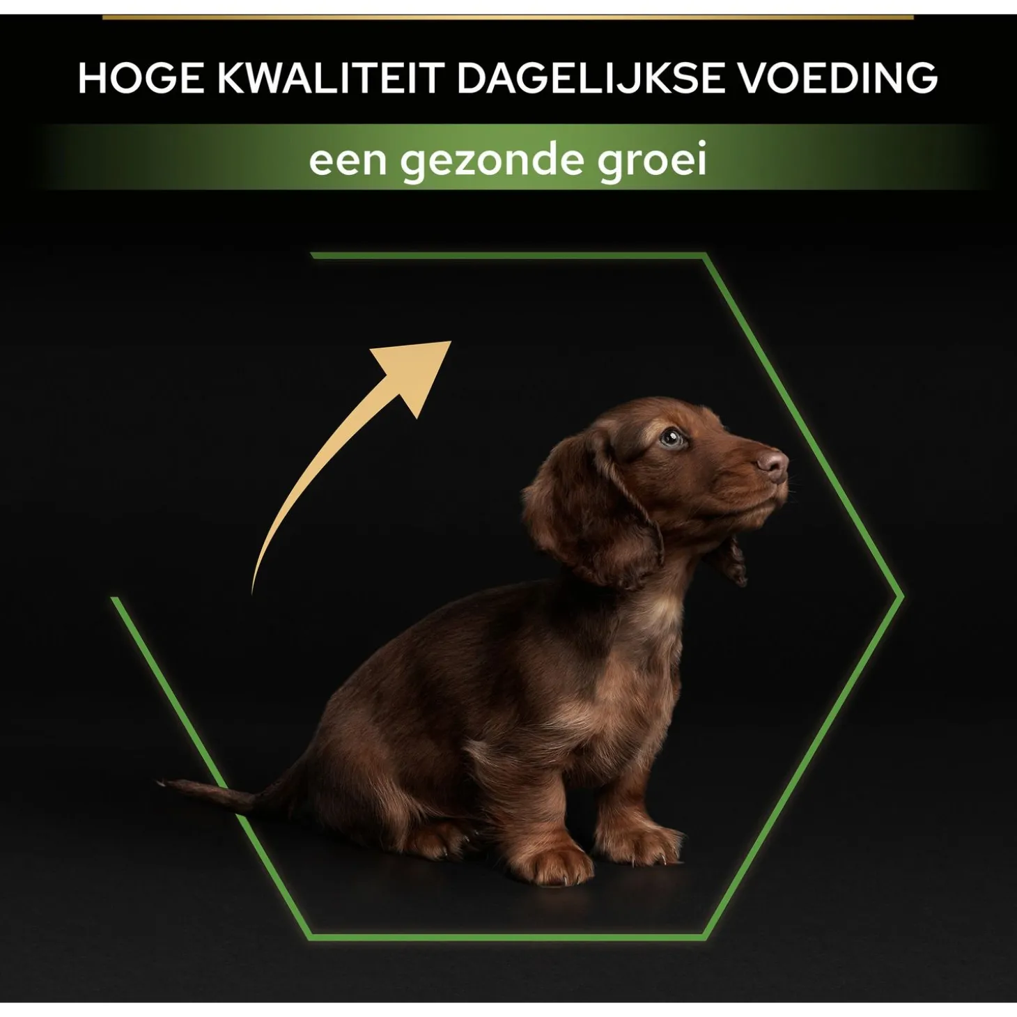 Pro Plan Dog Puppy Small & Mini Breed - Hondenvoer - Kip 3 kg