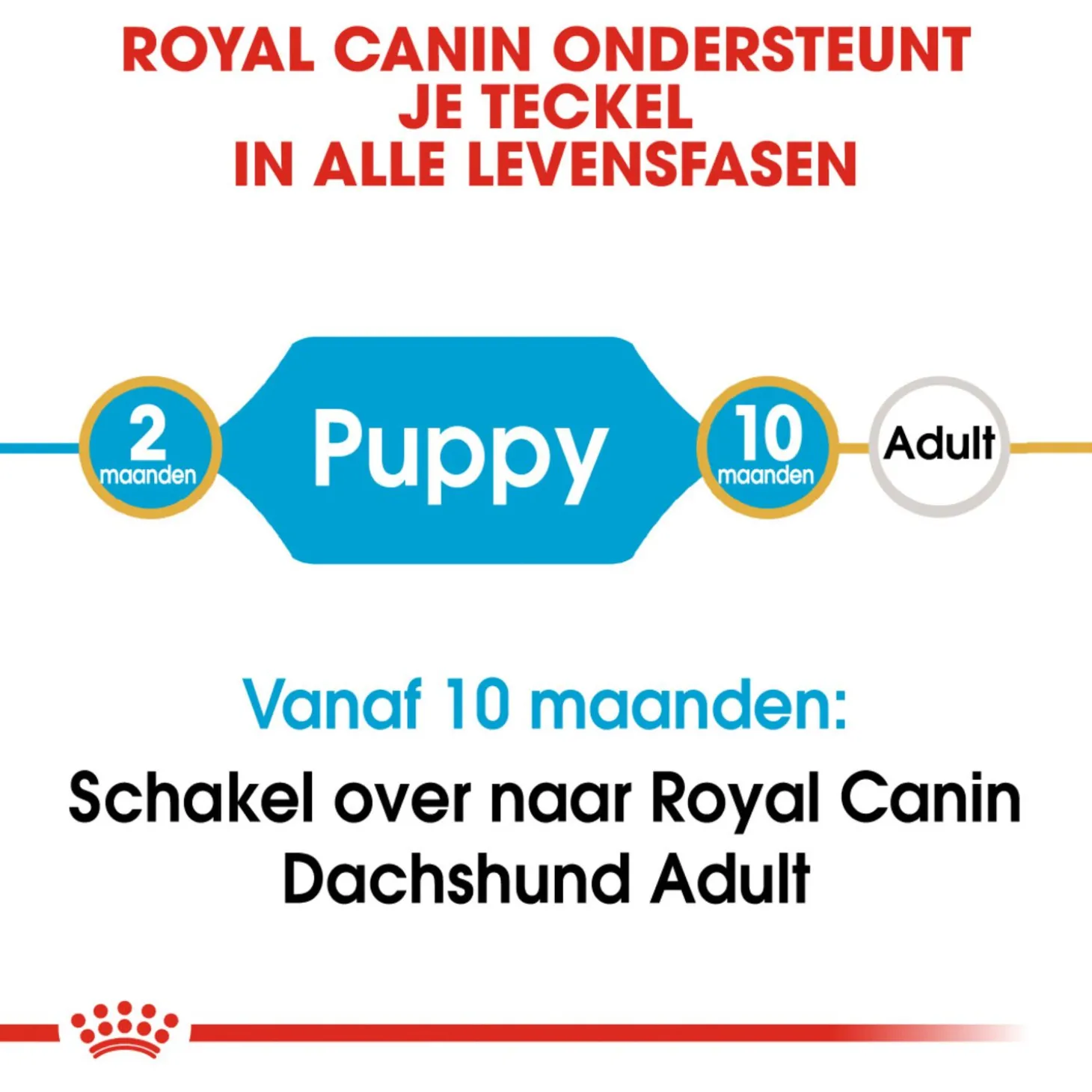 Royal Canin Dachshund - Puppy-Hondenvoer - 1.5 kg