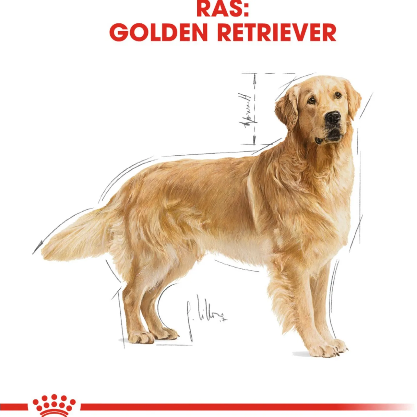 Royal Canin Golden Retriever Adult - Hondenvoer