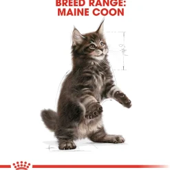 Royal Canin Maine Coon Kitten - Kitten-Kattenvoer