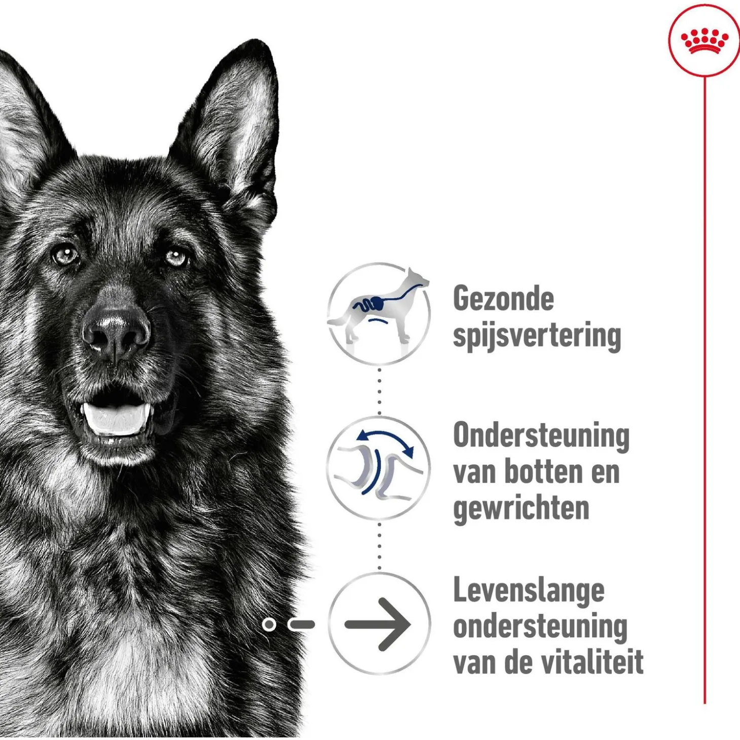 Royal Canin Maxi Ageing 8+ - Hondenvoer