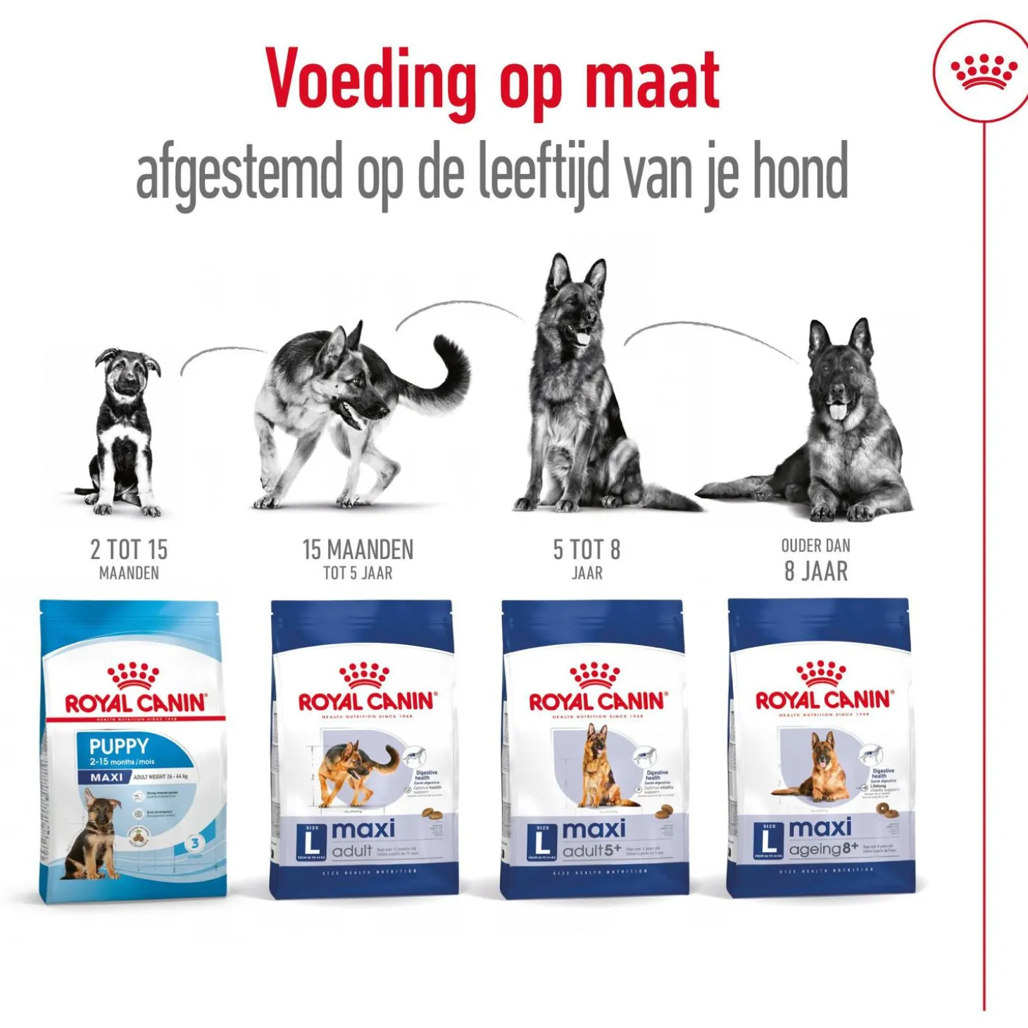 Royal Canin Maxi Ageing 8+ - Hondenvoer