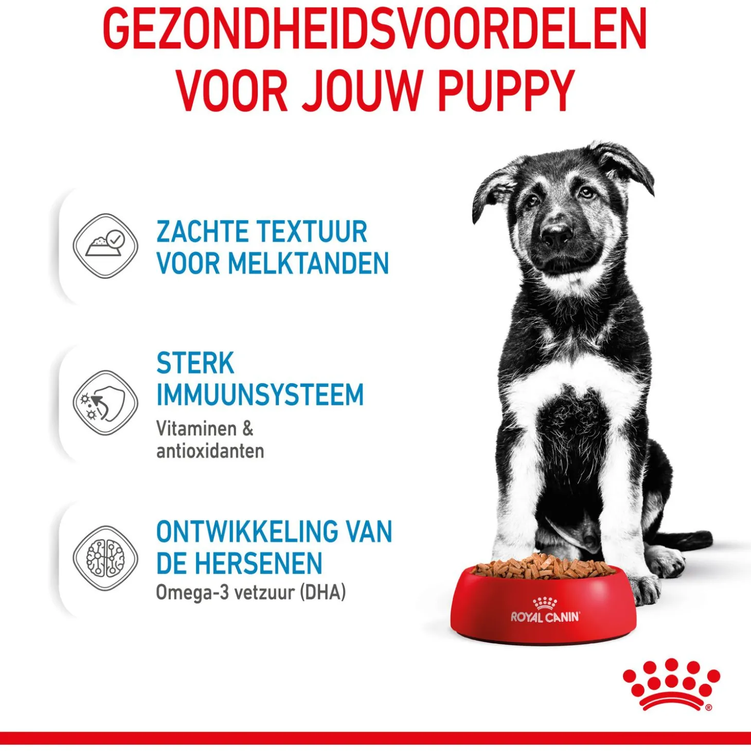 Royal Canin Maxi Natvoer - Puppy-Hondenvoer - 10x140 g