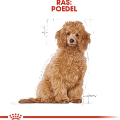 Royal Canin Poodle - Puppy-Hondenvoer - 3 kg