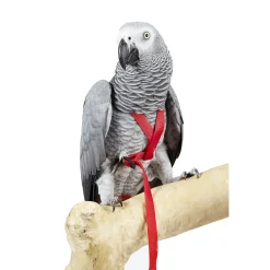 Sky Pet Products Vogelharnas Avian Adventure Harness - Vogelaccessoires - per stuk S