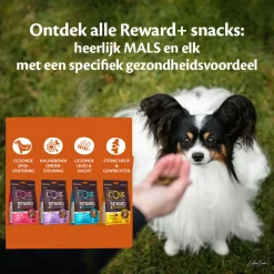 Wellness Core Reward+ Treats Turkey Mobility - Hondensnacks - Kalkoen 170 g Voor Volwassen Honden Van Alle Rassen