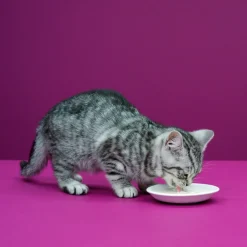 Whiskas Catmilk - Kattensnack - Melk 200 ml